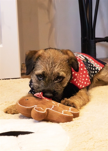 CUPID & COMET CHRISTMAS EVE GIFT PACK MET TRUI / SPEELTJE / SNACKS