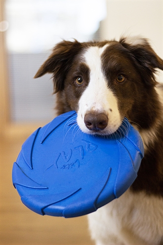 BATTERSEA hondenfrisbee Foam Flyer Blauw 24×24 cm – Lichtgewicht