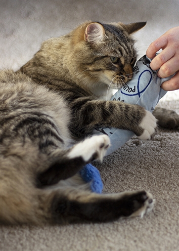 BATTERSEA kattenkicker kat speelgoed blauw 41×9 cm – print assorti