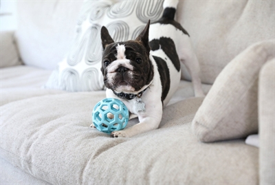 JW hondenspeelbal Hol-ee Roller Trend-ee 7,5×7,5 cm – blauw