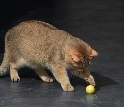 ETI Dynamische Speelbal Kat Assorti 4×4 cm – Interactief met Lampje