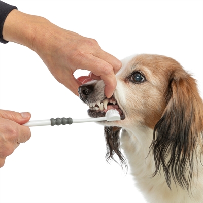 TRIXIE Tandenborstel 3-koppig 18 cm – Wit/Grijs voor Hond/Kat