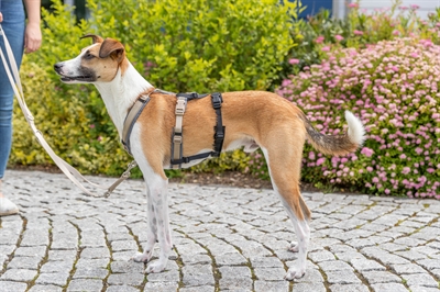 TRIXIE Paniekadapter Stay - Maakt bijna elk tuig Stay-tuig | Neopreen gevoerd - Zwart - M-L 46-72x2 cm