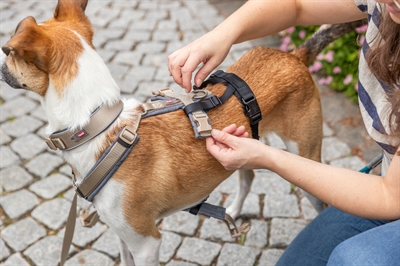 TRIXIE Paniekadapter Stay - Maakt bijna elk tuig Stay-tuig | Neopreen gevoerd - Zwart - M-L 46-72x2 cm