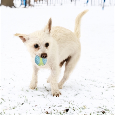 KONG hondenspeelgoed Corestrength Ball M 6,5×6,5×6,5 cm – duurzaam