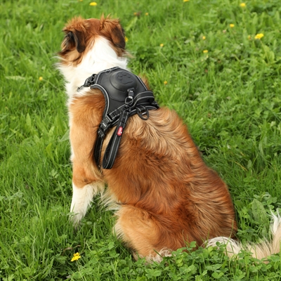 <span id="brand" data="zolux"/> Hondentuig EASYRIDE | Zwart - XS 26-38x33-43 CM