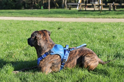 ZOLUX Hondentuig Easyride Handsfree uittrekbare riem, stopsysteem & reflectie - Blauw - M 16-33 kg (55-67 cm)