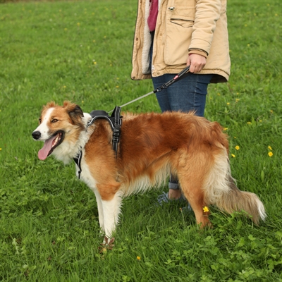 ZOLUX Hondentuig EASYRIDE | handsfree uittrekbare riem - stopsysteem & reflectie - Zwart - L (63-80 cm, 33-55 kg)