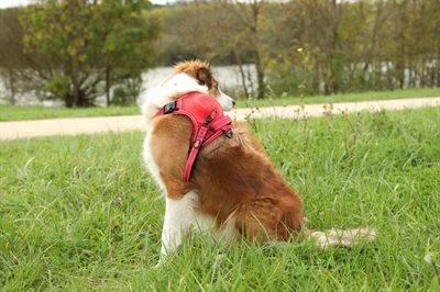 ZOLUX Hondentuig EASYRIDE Handsfree uittrekbare riem | Reflecterend - Rood - XL (55-77 kg)