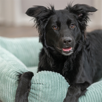 TRIXIE Hondenmand Jonna 120×80 cm – Saliegroen Ribstof