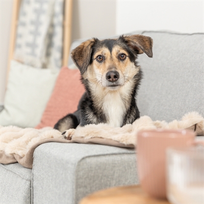 TRIXIE Hondendeken Elli Zacht pluche & velours - Donkergrijs - 150x100 cm