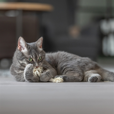 TRIXIE Speeltouw 15×2 CM – Assorti, Set van 2 met Franjes