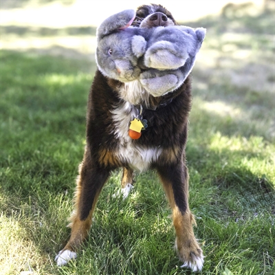 <span id="brand" data="kong"/> hondenknuffel <span id="brand" data="kong"/> TOUGHZ KONIJN 25,5×16,5 cm – Pluche