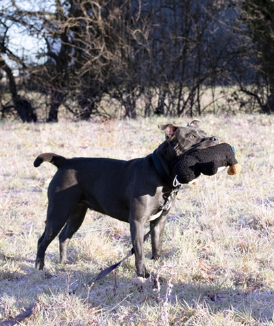 CUPID & COMET hondenknuffel Tufflove Pinguïn met pieper 21×12×23 cm