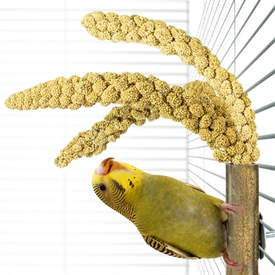 BACK ZOO NATURE grashouder 20×3 cm – bamboe voor vogelkooi