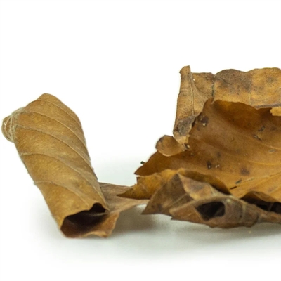 BACK ZOO NATURE eikenbladeren Discovery Leaves ca. 50 g