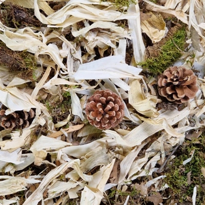 BACK ZOO NATURE bodembedekking Discovery Topping 10 l – natuurlijk