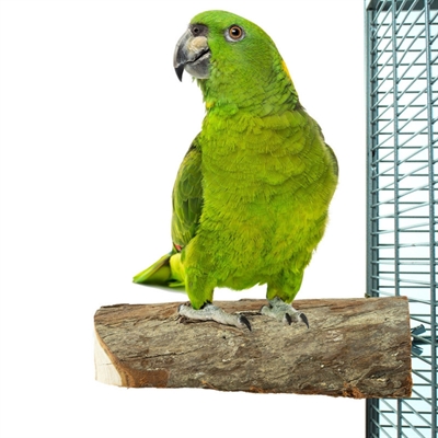 BACK ZOO NATURE Zitstok Wood Slice Perch L - Natuurlijk hout met bast | Geschikt voor parkieten tot papegaaien - 17,5x8,5x4 cm