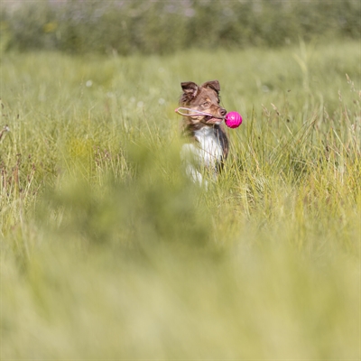 TRIXIE Werpbal Soft & Strong TPR met lus voor ver werpen - Roze - 27x6x6 cm