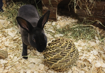 HAPPY PET Speelbal Wilg | 100% natuurlijke wilgentakken, knaagveilig - L 14 cm