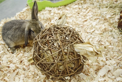 NATURE FIRST Wilgenbal Happy Pet 100% natuurlijk knaagspeelgoed - Helpt tanden slijten - 17 cm