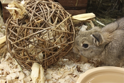 NATURE FIRST Wilgenbal Happy Pet 100% natuurlijk knaagspeelgoed - Helpt tanden slijten - 17 cm