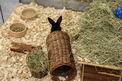 HAPPY PET Wilgentunnel Wilgen Tunnel 100% natuurlijk - Schuilplaats en knaagmateriaal - L 32 cm