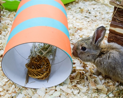 HAPPY PET Wilgen Speelgoed Value Pack 2 Sticks / 2 Ballen 26×9×9 cm – Natuurlijk