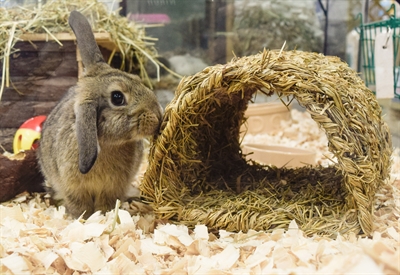 HAPPY PET Grassy Tunnel 22×20×15 cm – Natuurlijke speeltunnel voor knaagdieren
