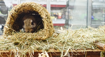 HAPPY PET Grassy Tunnel 22×20×15 cm – Natuurlijke speeltunnel voor knaagdieren