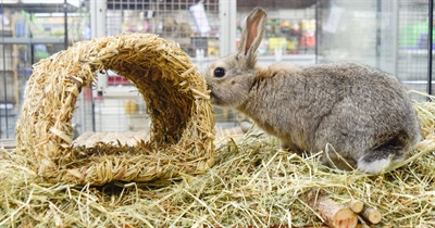 HAPPY PET Grassy Tunnel 22×20×15 cm – Natuurlijke speeltunnel voor knaagdieren