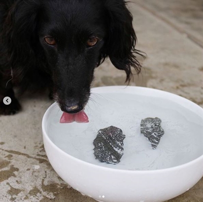 DOG ROCKS Dog Rocks 200 gr – 100% Natuurlijk voor Groen Gazon