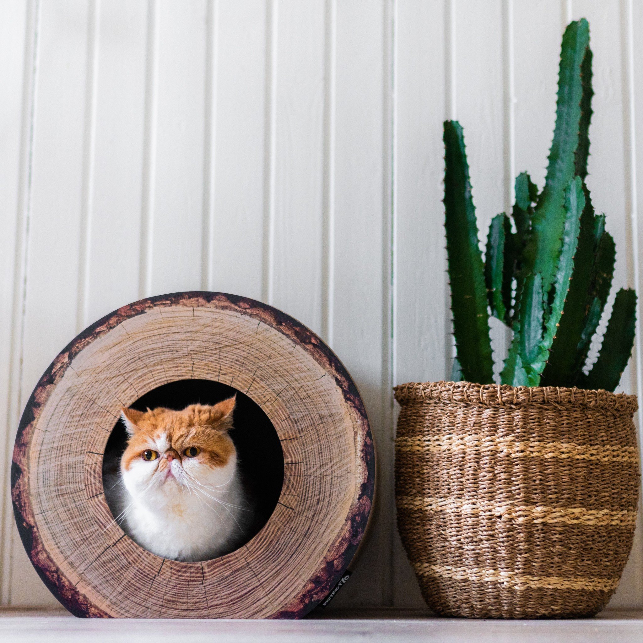 District 70 Krabmeubel TRUNK Boomstam Design – Katten meubel