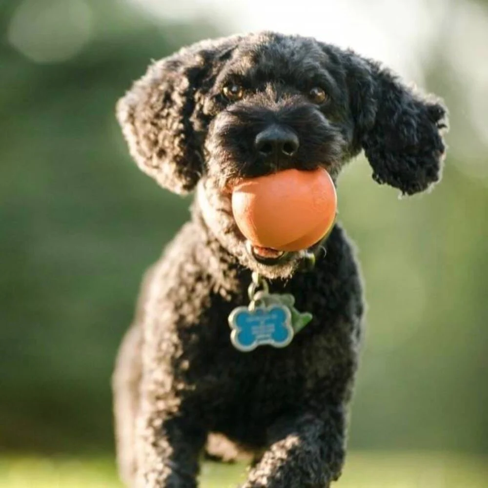 West Paw hondenbal Zogoflex Jive L – Tangerine Oranje, 8,25 cm