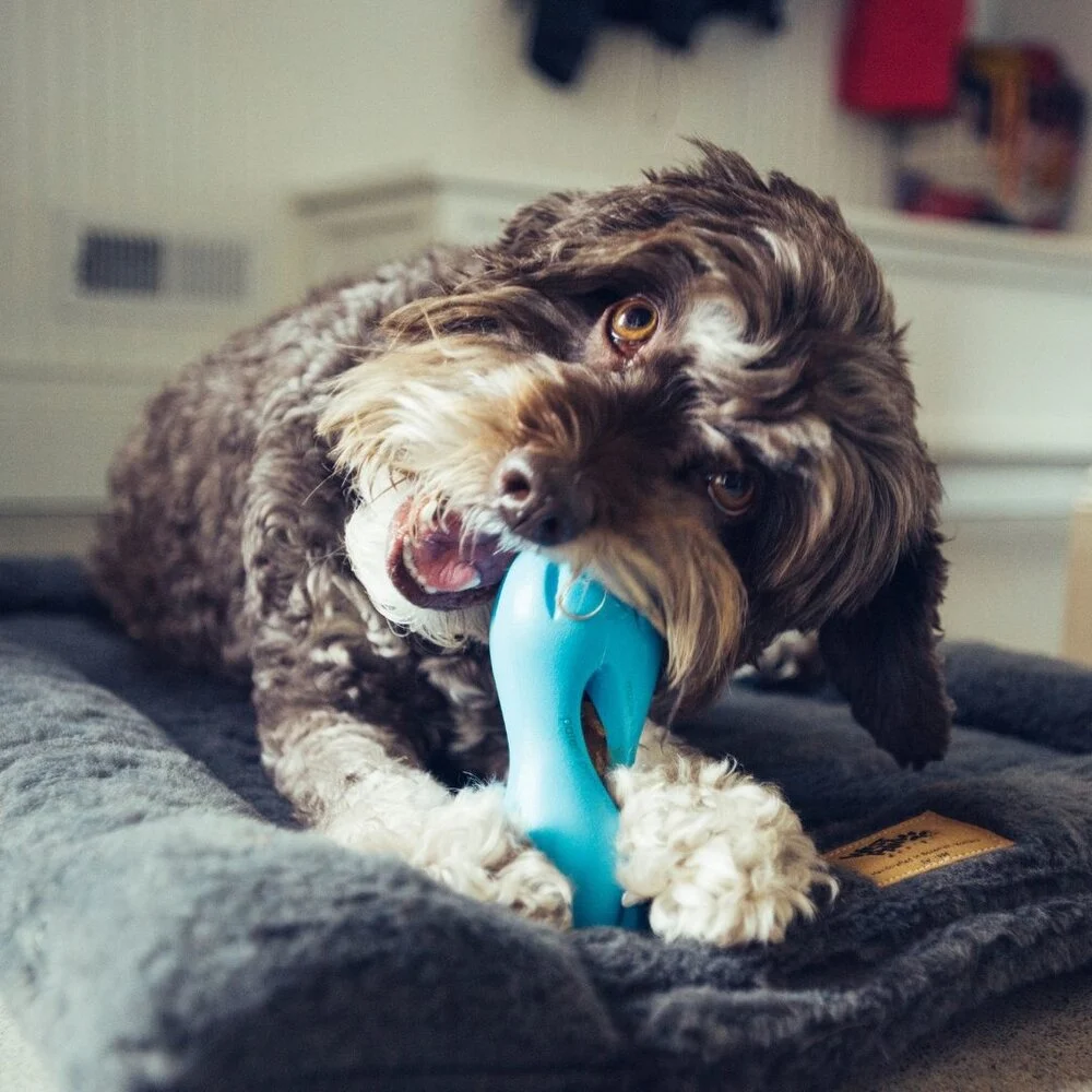 West Paw Zogoflex Qwizl Hundespielzeug Klein - Aqua Blau 14 cm