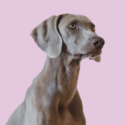 Honden producten